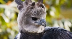 Гарпія південна америка