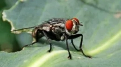 Де і як мухи мух?