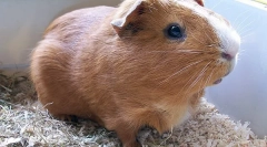 Де знаходиться батьківщина морської свинки?