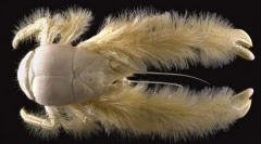 Де є волохаті краба?