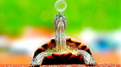 Де живуть черепахи, навколишнє середовище та середовище проживання