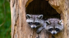 Де raccoons живуть залежно від типу