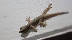 Гексон будинки