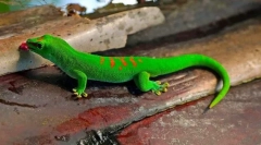 Gecko (фото): ящірка з фантастичними здібностями