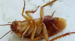 Гелі та пастки dohlox з тарганів