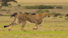 Гепард: цікаві факти про швидкий швидкий хижак