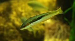 Гермафродітизм серед риби