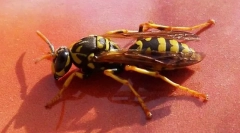 Німецька оса