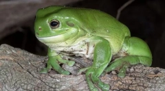 Герпетологія