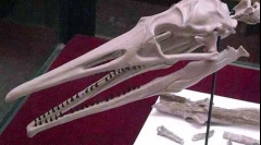 Гертіорніс