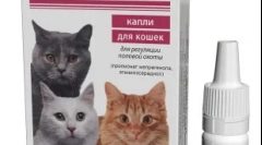 Гестренол для кішок: випадки призначення та рекомендації щодо використання