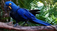 Гіацинт ара