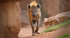 Gyen плямистий