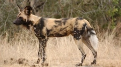 Гінальна собака