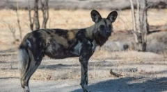 Hyeno-подібна собака, або африканська дика собака (25 фотографій)