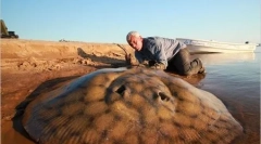 Гігантські річкові монстри (20 фото)