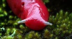 Гігантський рожевий гірський шлап каптар (5 фотографій)