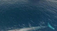 Гігантські тварини, причини їх зникнення