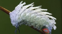 Гіганти в нашому світі - знайомі тварини та комахи незвичайні розміри