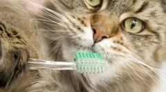 Кішка гігієна