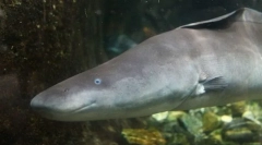 Гімнастичний