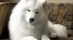 Гіпоалергенні породи собак - топ-10 з фотографіями