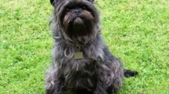 Гіпоалергенні породи собак