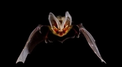 Гладкі фургони