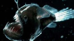 Глибоко морська риба