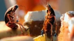 Розетки тарганів: пошук і руйнування