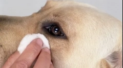 Насос в очах собаки - причини і способи видалення