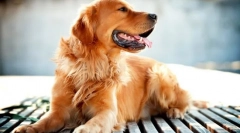 Золотий ретривер (фото): одна з найрозумніших порід собак