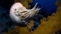 Чангого молюсків