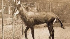 Синій антилоп