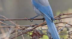 Синій сорока