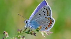 Гоянка роман