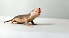 Голий фермер