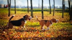 Собака собаки: вибір породи