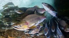 Рожевий лосось