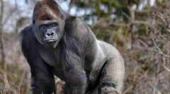 Горила східна видобуток