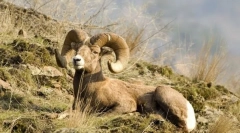 Гірські барани та кози