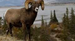 Гірські вівці