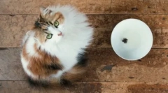 Готові сухі кішки для котів: особливості та різновиди