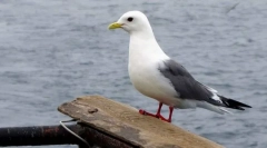 Честь redoogaya