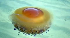 Витончений і небезпечний: 10 найкрасивіших меблів у світі