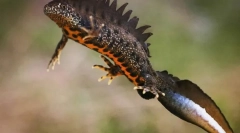 Великий тритон