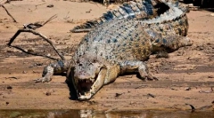 Рекламний крокодил