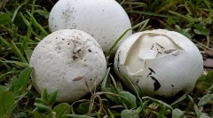 Гриб праховка