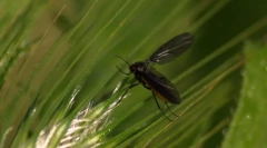 Гриб комарік