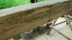 Гриб з деревини та деревообробки з форми